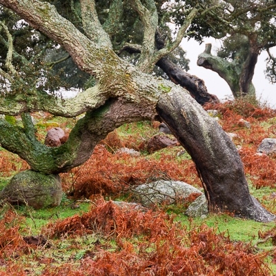 Das Geheimnis der Bäume und wie sie komunizieren: Korkeichenwald in Sardinien